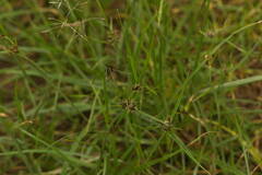 Cyperus stoloniferus