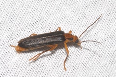 Nacerdes carniolica