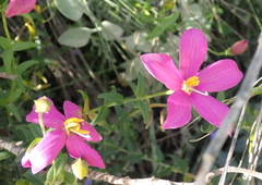 Chironia melampyrifolia