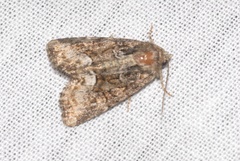 Oligia strigilis