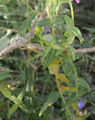 Chironia melampyrifolia