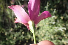 Chironia melampyrifolia