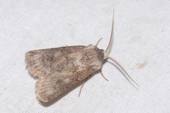Agrotis clavis