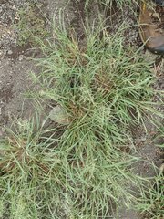 Eragrostis tenuifolia
