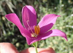 Chironia melampyrifolia