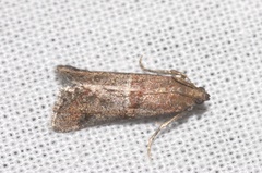 Acrobasis marmorea