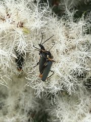 Chauliognathus lugubris