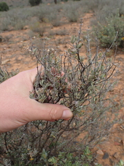 Ocimum burchellianum