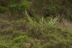 Cenchrus purpureus
