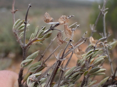 Ocimum burchellianum