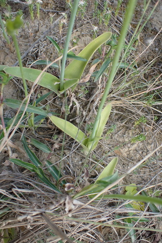 Image of Ornithogalum dubium by (c) Nicola van Berkel, some rights reserved (CC BY-SA)
