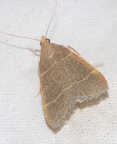 Hypsopygia glaucinalis
