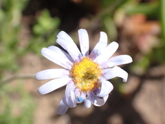 Felicia amoena