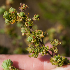 Cliffortia polygonifolia