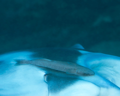 Remora remora