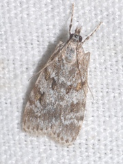 Scoparia basistrigalis