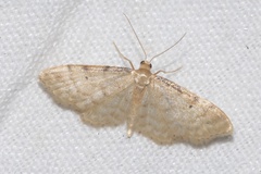 Idaea fuscovenosa