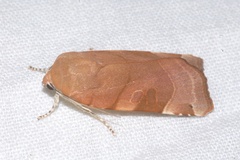 Noctua fimbriata