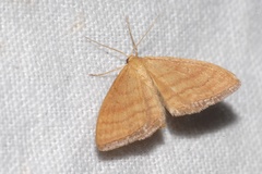 Idaea ochrata