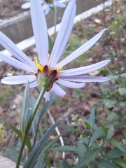 Aster yomena