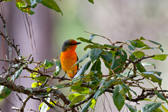 Pericrocotus speciosus
