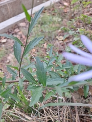 Aster yomena