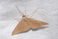 Rhodostrophia calabra