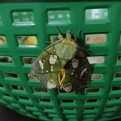 Eudocima hypermnestra