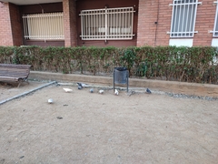 Columba livia domestica