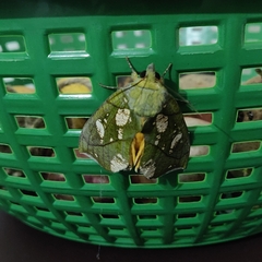 Eudocima hypermnestra