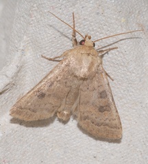 Hoplodrina octogenaria