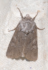 Lasionycta proxima