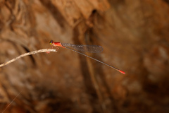 Teinobasis rufithorax