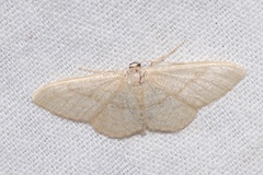 Idaea deversaria