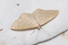 Idaea deversaria