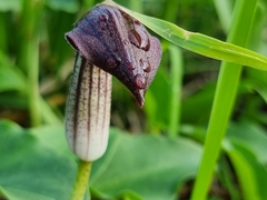 Arisarum simorrhinum