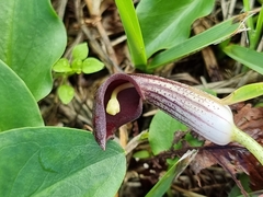 Arisarum simorrhinum