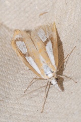 Catoptria permutatellus