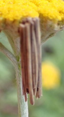 Psychidae