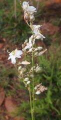 Chlorophytum fasciculatum