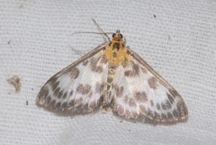 Anania hortulata