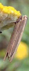 Psychidae