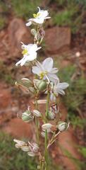 Chlorophytum fasciculatum