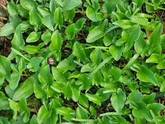 Arisarum simorrhinum