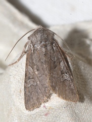 Lasionycta proxima