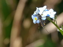 Toxorhynchites speciosus