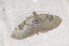 Chloroclystis v-ata