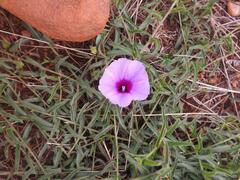 Ipomoea gracilisepala