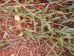 Ipomoea gracilisepala