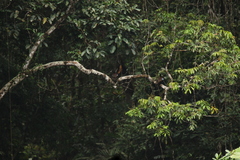 Pteronetta hartlaubii